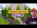 7 Tips for Planting Arborvitae Trees