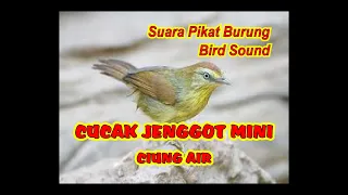 suara pikat cucak jenggot mini pikat ciung air ribut