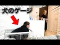 【神回】帰宅したら愛犬と相方じんじんが入れ替わってるドッキリwww