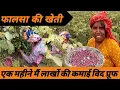 Download Lagu Phalsa cultivation | How is Phalsa cultivation done | Benefits of Phalsa and complete information about its cultivation | Phalsa Farming
