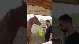 تعزيز الثقة بينك وبين الحصان لاتهرب واجه المخاوف خيل دندنها
