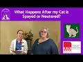 What Happens After my Cat is Spayed or Neutered