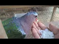 Download Lagu MEMBERI MAKAN BURUNG PUNAI TANAH JANTAN JINAK DENGAN NASI