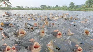 BUDIDAYA IKAN NILA || Cara Memberi Pakan Ikan Nila Monoseks || How to Feed Monosex Tilapia