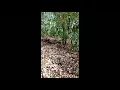 Download Lagu Vidio tapau langka, Tarung bebas . Ayam hutan ori terlalu garang  sampaii keok di hajar ayam pikat.