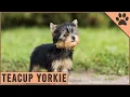 How Big Can Teacup Yorkies Grow - Detailed Yorkshire Terrier Information