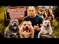 Sumo Land Breeding Season Is INSANE XL American Bully