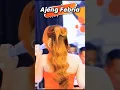 Download Lagu Adek Ajeng #dangdut #orkesdangdut #dangdutan #dangdutambyar