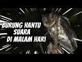 Download Lagu Suara BURUNG HANTU suara seram di malam hari untuk backsound video relaksasi‼️