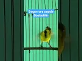Download Lagu sogon 4 bln lepas loloh gacor kejer #kicaumania #sogontrotol #burung #sogon #burungkicau