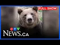Grizzly returned after zoo habitat escape CTV Your Morning Calgary for Aug 17