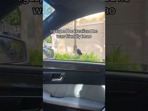 The Kittyo was friendly and heard Prvnci said meow phatcatty
