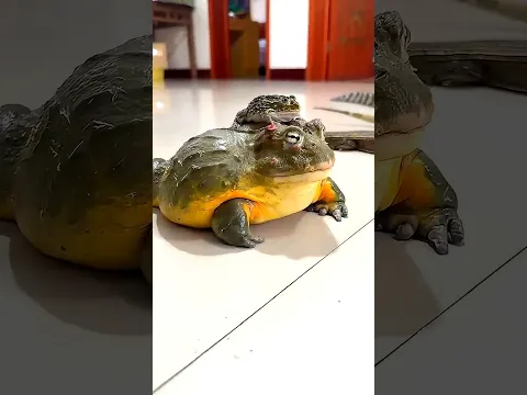 Dangerous Girl Has an Army of Reptiles 😱🐍