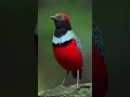 Download Lagu Burung Paok Mopo | #jagatburung #duniaburung #suaraburung #burungliar #burungberkicau #birds