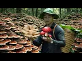 Lagu Een avontuurlijke dag voor de CEO: het plukken van zeldzame paddenstoelen in het bos met Micky.