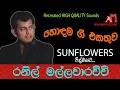 Lagu RANIL MALAWARACHCHI WITH SUNFLOWER රනිල් මල්ලවාඅරච්චි  සමග පැරණි  සන්ෆ්ලවර්  RECREATED QUALITY SOUND