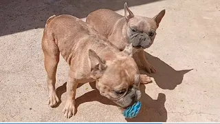 NÃO CONSIGO FAZER LIVE PELO CELULAR NO YOUTUBE