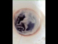 GIF CAFE