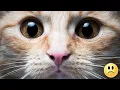 Download Lagu De kat kwam elke dag naar het verzorgingstehuis in de hoop haar baasje te zien.