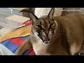 Big Floppa Gosha s Hissing