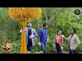 Download Lagu CID को जंगल में मिला रहस्यमयी सोने का पेड़ जो बना चौंकाने वाली पहेली! | Best Of CID | Latest Episode