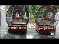 Download Lagu prenjak tamu vs prenjak lumut