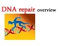 DNA repair overview