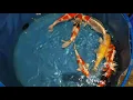 Download Lagu High quality jumbo koi mix from Japan unpacking