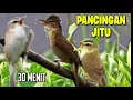 Download Lagu MASTERAN KHUSUS CIKROK KERAK BASI BIKIN BURUNG SANGKAR MAKIN GACOR