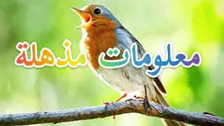 هل كنت تعرف هذا معلومات قد لا تعرفها عن طائر أبو الحناء معلومات مذهلة 