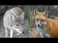 What s the Difference Between a Fox and a Coyote