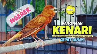 Download GACOR NGEREK❗PANCINGAN KENARI Gacor Panjang || Suara MASTERAN Kenari Paud #77 MP3