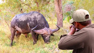 Download Critical moments Unenviable positions of the hunter in the face of the African buffalo MP3