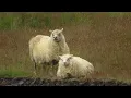 Júníus Meyvant - Color Decay (Unofficial Music Video)