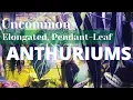 PENDANT LEAF ANTHURIUMS Chat with Rain Part 3
