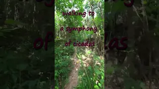 Forest Walk in Thailand