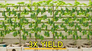 Small Space? Grow Cucumbers This Way for 3X Yield!