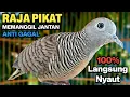 Download Lagu Perkutut lokal gacor suara besar paling ampuh untuk pancingan burung perkutut agar bunyi