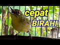 Download Lagu suara pleci ngecir cocok untuk menaikan birahi semua jenis pleci