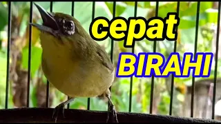 suara pleci ngecir cocok untuk menaikan birahi semua jenis pleci