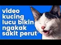 Download Lagu video kucing lucu bikin ngakak sakit perut