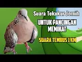 Download Lagu SUARA TEKUKUR SUPER TAJ4M MELENGKING || COCOK UNTUK PANCINGAN MEMIKAT