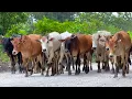 Download Lagu Video Gembala Sapi Lembu digiring Menuju Ke Kandang Peternakan Hewan Ternak Sapi di Desa yang indah