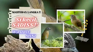 Download MASTERAN LANGKA !! Si kecil SADISS!! Wambie mini | Hwamei MP3