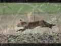Manfred Mann - Fox on the run