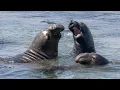 MM Masterclass 1 Introduction to Marine Mammal Identification Part 1 of 3
