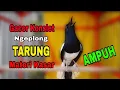 Download Lagu suara kacer gacor NGEPLONG tarung ini paling AMPUH buat PANCINGAN KACER agar EMOSI NYAUT MP3