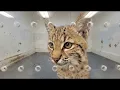 Rescued Bobcat Kitten Refuses To Sleep Unless He’s Beside This Old German Shepherd
