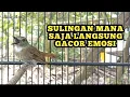 Download Lagu 🔴 Srdc bali gacor ngeroll isian bikin cepat emosi