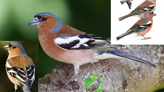 مجموعة جديدة من اصوات صلنج بورقيط حسون ظالم 